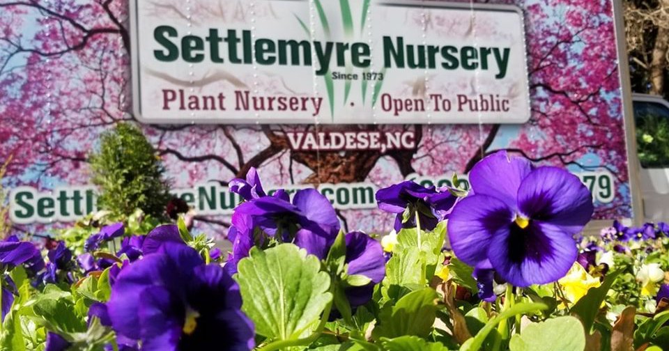 Settlemyre Nursery Downtown Valdese
