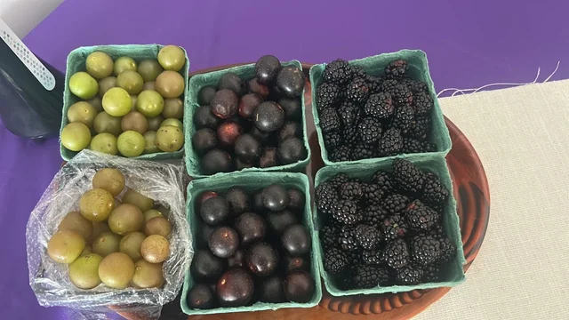 Black  Berry Farms.jpg